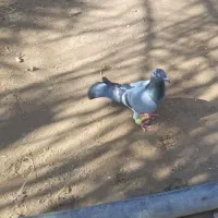 کبوتر|پرنده|بم, |دیوار