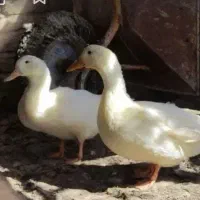 اردک نر و ماده تخم گذار