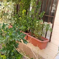 واحد ۸۰ متری کاملا نوسازی و شیک و تمیز