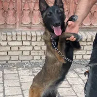 سگ  مالینویز|سگ|بم, |دیوار