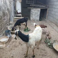 بز و کهره|حیوانات مزرعه|بندر گناوه, |دیوار