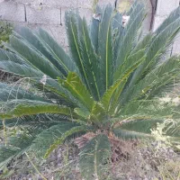 سیکاس|گل و گیاه طبیعی|رشت, نیروی دریایی|دیوار
