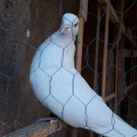 سفید اراکی|پرنده|چهاردانگه (تهران), |دیوار