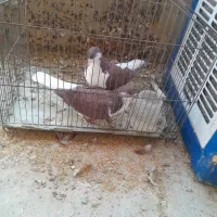 یک جفت کبوتر|پرنده|پاکدشت, پاکدشت (مامازند)|دیوار