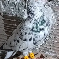 چندتاکبوتردرجه یک|پرنده|گنبد کاووس, |دیوار