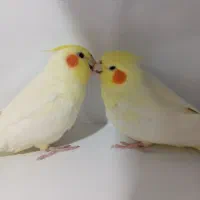 عووس هلندی نر و ماده