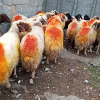 گوسفند آبستن|حیوانات مزرعه|مهران (ایلام), |دیوار