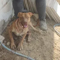 سگ پیت بول نر8ماهه اصیل|سگ|باغستان, |دیوار