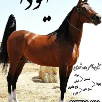 اسب نریان معاوضه با مادیان