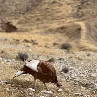 بوقلمون|حیوانات مزرعه|سرپل ذهاب, |دیوار