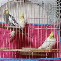 پرنده|پرنده|مینودشت, |دیوار