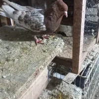 کله اهوازی سرخ نرمست|پرنده|کارون, |دیوار