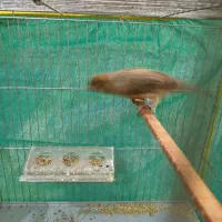 قناری نرسبز بخون|پرنده|کرمان, |دیوار