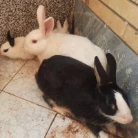 فروش خرگوش‌های اهلی و باهوش