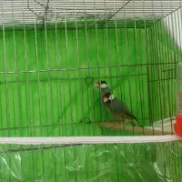 یک جفت فنچ نرگسی کار داده