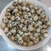 تخم نطفه دار بلدرچین