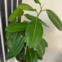 گل فیکوس|گل و گیاه طبیعی|تهران, خاوران|دیوار