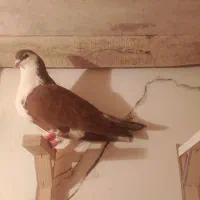 کبوتر|حیوانات|تربت‌حیدریه, پائین ولایت|دیوار