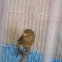 قناری نر زیتونی|پرنده|مشهد, حسینآباد|دیوار