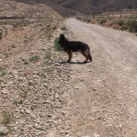 فروش سگ ژرمن نر دوساله تربیت شده