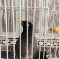 فروش مرغ مینا