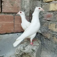 کبوتر سره ای با سفید کلاهی|پرنده|کرمان, |دیوار
