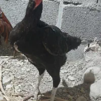 مرغ لاری