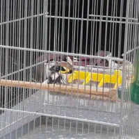 سیره|پرنده|سقز, |دیوار