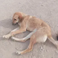 واگذاری سگ ماده جوان|سگ|رشتخوار, |دیوار