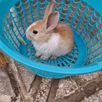 خرگوش|موش و خرگوش|سبزوار, غرب نیروگاه|دیوار