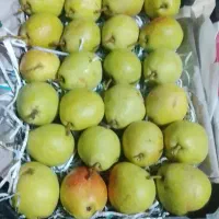 گلابی 90کیلو