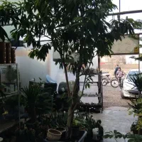 گل اپارتمانی|گل و گیاه طبیعی|مشهد, مهدی آباد|دیوار