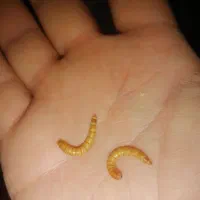 فروش کرم میلورم خشک و زنده