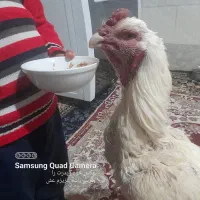 خروس لاری دوسال