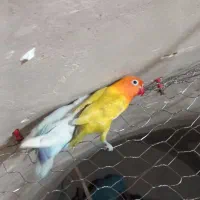 یکجفت کوتوله|پرنده|نجف‌آباد, یزدانشهر|دیوار