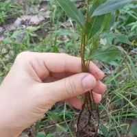 نشا برگ‌ بو با ریشه