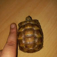 آرووم و سرگرم کننده