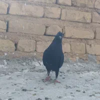 کبوتر . دمسفید. بهبونی. پلاکی. جوجه|پرنده|مرودشت, فرهنگ|دیوار