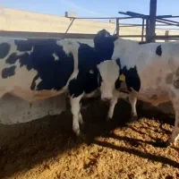 گوساله نر ۴۰۰ کیلویی|حیوانات مزرعه|مهریز, |دیوار