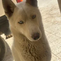 سگ هاسکی با موبایل هم معاوضه میشه