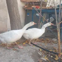 دو عدد غاز ویک خرگوش خارجی