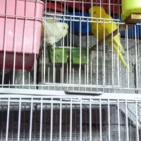 عروس هلندی،سرلاکی،دونخور،بالغ و جفت،اب پخش|پرنده|آبپخش, |دیوار