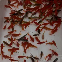 ماهی کوی وقرمز بزرگ