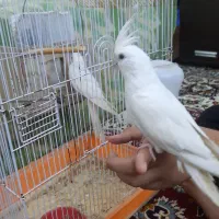 عروس هلندی آلبینو