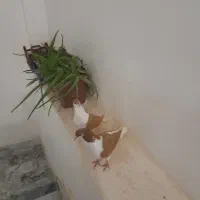 به ضمانت داده میشه همه حیونا