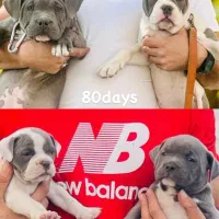 امریکن بولداک اصیل و خاص