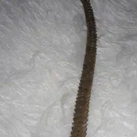 تسبیح هسته خرما