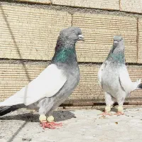 نروماده سینه سبز دوکت سفید کلاغ کربلایی زردوسیاه