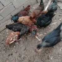 مرغ و خروس|حیوانات مزرعه|تربت جام, رضاآباد|دیوار