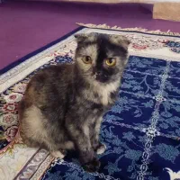 اسکاتیش|گربه|مشهد, حضرت حجت|دیوار